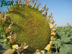 1agro.com.ua