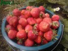 1agro.com.ua