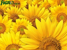 1agro.com.ua