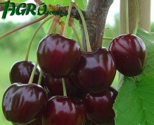 1agro.com.ua