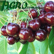 1agro.com.ua