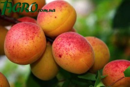 1agro.com.ua