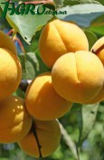 1agro.com.ua