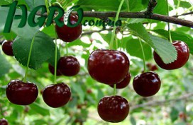 1agro.com.ua