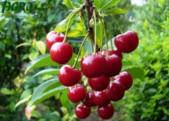 1agro.com.ua