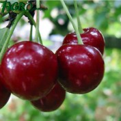 1agro.com.ua