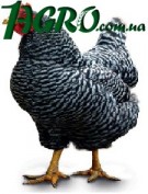 1agro.com.ua