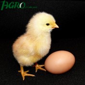1agro.com.ua