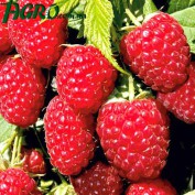 1agro.com.ua
