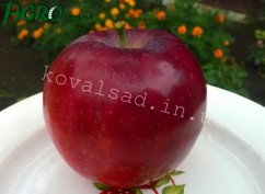 1agro.com.ua