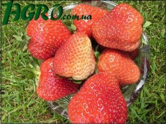 1agro.com.ua