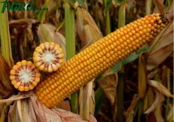 1agro.com.ua