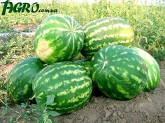 1agro.com.ua