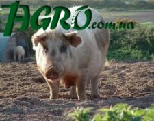 1agro.com.ua