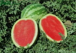 1agro.com.ua