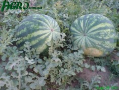 1agro.com.ua