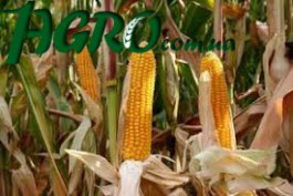 1agro.com.ua