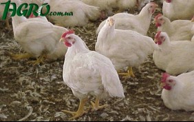 1agro.com.ua