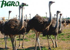 1agro.com.ua