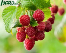 1agro.com.ua