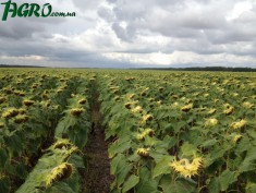 1agro.com.ua