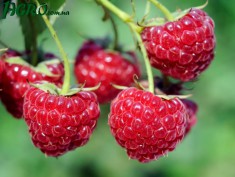 1agro.com.ua
