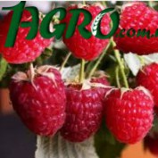 1agro.com.ua