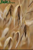 1agro.com.ua