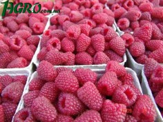1agro.com.ua