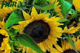 1agro.com.ua
