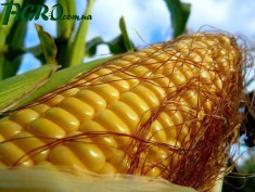 1agro.com.ua