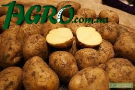 1agro.com.ua