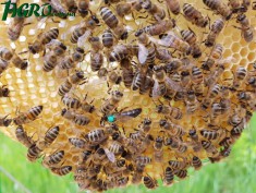 1agro.com.ua