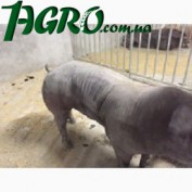 1agro.com.ua