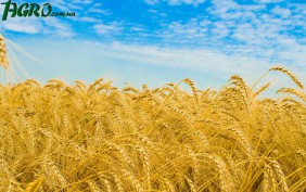 1agro.com.ua