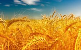 1agro.com.ua