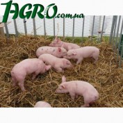 1agro.com.ua
