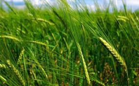 1agro.com.ua
