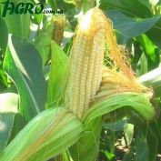 1agro.com.ua