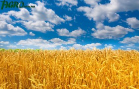 1agro.com.ua