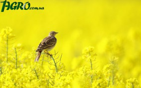 1agro.com.ua