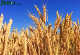 1agro.com.ua