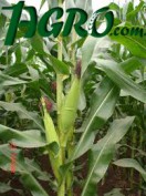 1agro.com.ua