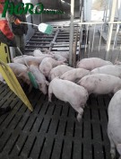 1agro.com.ua