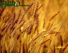 1agro.com.ua