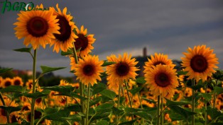 1agro.com.ua