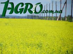 1agro.com.ua
