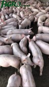 1agro.com.ua