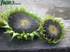 1agro.com.ua