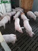 1agro.com.ua